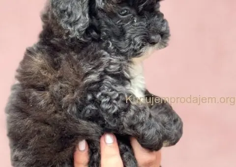 Patuljasta Aprikot Pudla štenci - 8/8