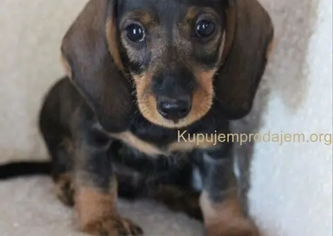 Jazavičar kuničari, oštre dlake - 1/9