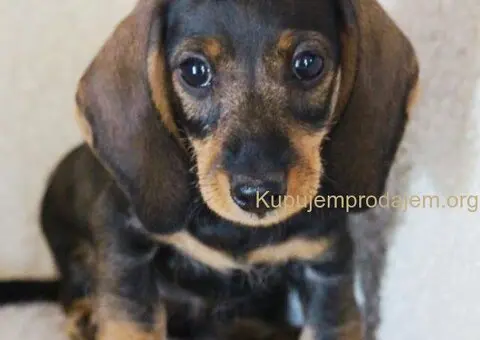 Jazavičar kuničari, oštre dlake - 2/9