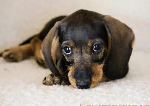 Jazavičar kuničari, oštre dlake - 3/9