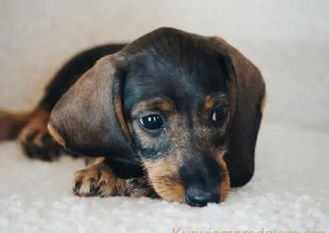 Jazavičar kuničari, oštre dlake - 4/9