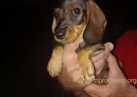 Jazavičar kuničari, oštre dlake - 5/9