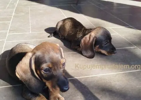 Jazavičar kuničari, oštre dlake - 6/9