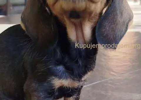 Jazavičar kuničari, oštre dlake - 7/9