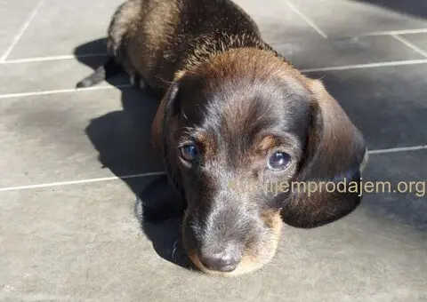 Jazavičar kuničari, oštre dlake - 8/9