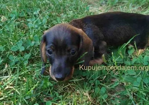 Jazavičar kuničari, oštre dlake - 9/9