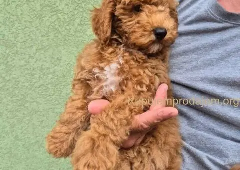 Crvene mini pudle - 1/7