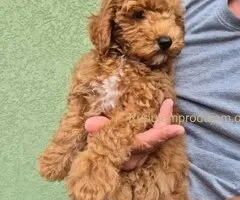 Crvene mini pudle