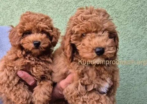 Crvene mini pudle - 2/7