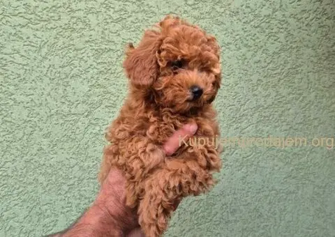 Crvene mini pudle - 3/7