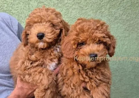 Crvene mini pudle - 4/7