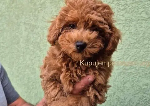 Crvene mini pudle - 5/7