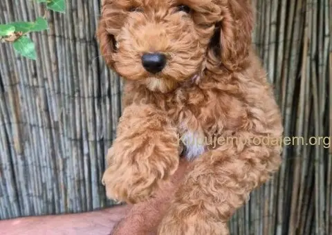 Crvene mini pudle - 6/7