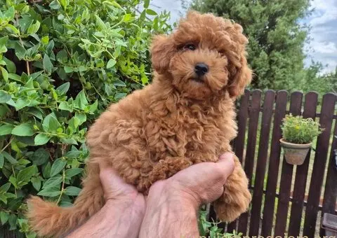 Crvene mini pudle - 7/7