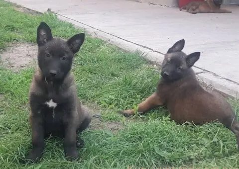 Belgijski ovčar (Malinoa) štenci - 1/8