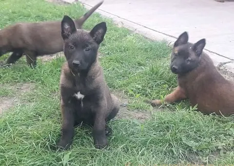 Belgijski ovčar (Malinoa) štenci - 2/8