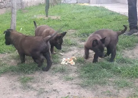 Belgijski ovčar (Malinoa) štenci - 3/8