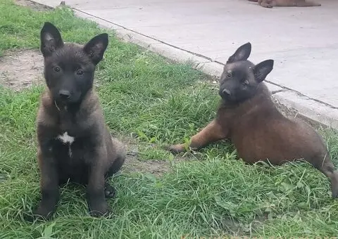 Belgijski ovčar (Malinoa) štenci - 4/8