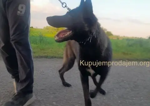 Belgijski ovčar (Malinoa) štenci - 5/8