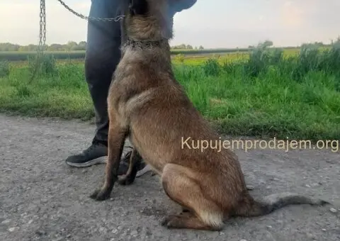 Belgijski ovčar (Malinoa) štenci - 6/8