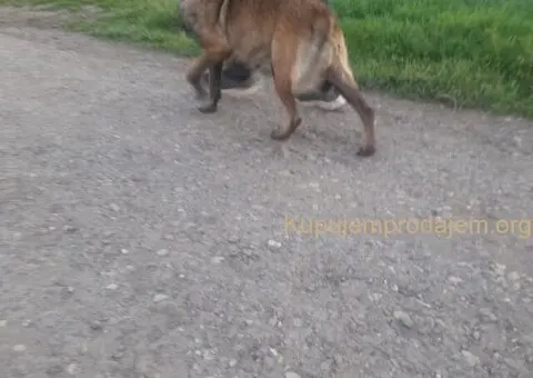 Belgijski ovčar (Malinoa) štenci - 7/8