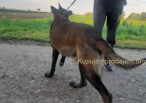 Belgijski ovčar (Malinoa) štenci - 8/8