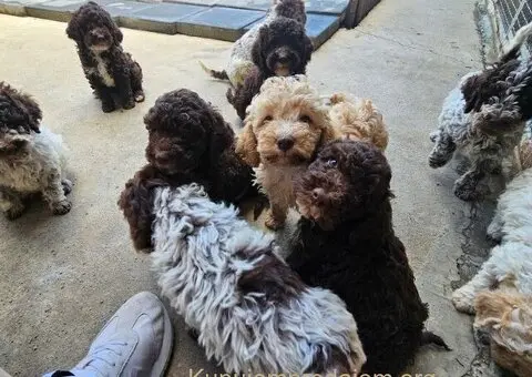 Dostupni štenci Lagoto Romanjole - 1/5