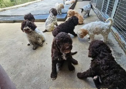 Dostupni štenci Lagoto Romanjole - 2/5