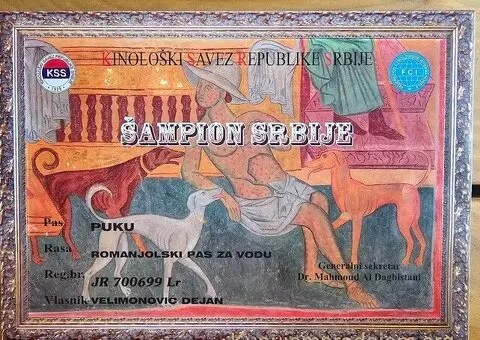 Dostupni štenci Lagoto Romanjole - 3/5