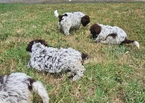 Dostupni štenci Lagoto Romanjole - 4/5