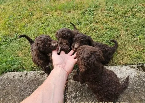 Dostupni štenci Lagoto Romanjole - 5/5