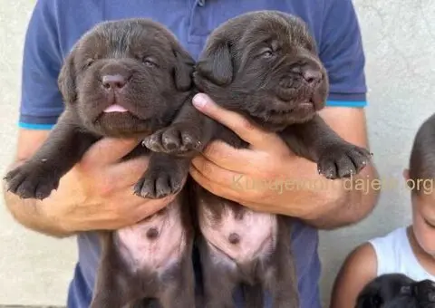 Labrador retriver, vrhunski čokoladni štenci - 1/13