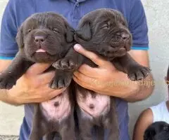 Labrador retriver, vrhunski čokoladni štenci