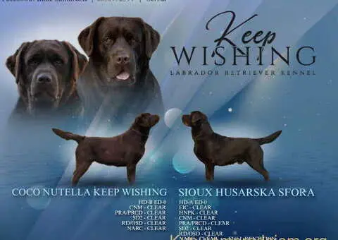 Labrador retriver, vrhunski čokoladni štenci - 2/13