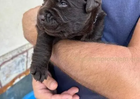Labrador retriver, vrhunski čokoladni štenci - 3/13