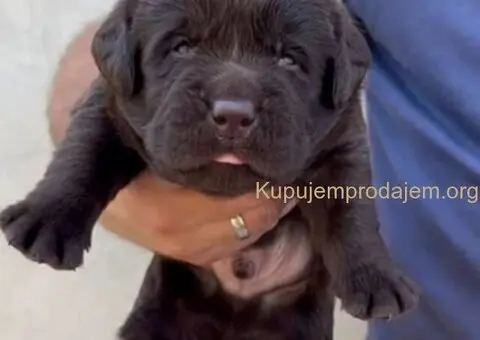 Labrador retriver, vrhunski čokoladni štenci - 4/13