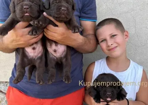 Labrador retriver, vrhunski čokoladni štenci - 5/13