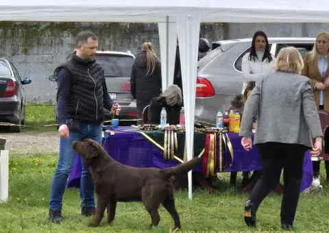 Labrador retriver, vrhunski čokoladni štenci - 6/13