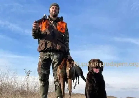 Labrador retriver, vrhunski čokoladni štenci - 7/13