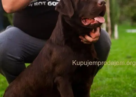 Labrador retriver, vrhunski čokoladni štenci - 8/13