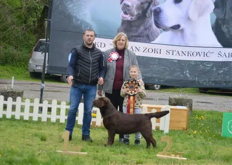 Labrador retriver, vrhunski čokoladni štenci - 9/13