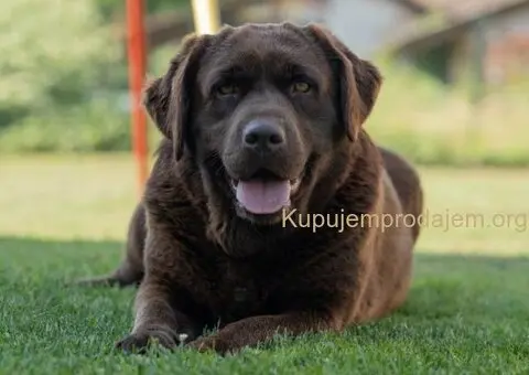 Labrador retriver, vrhunski čokoladni štenci - 10/13
