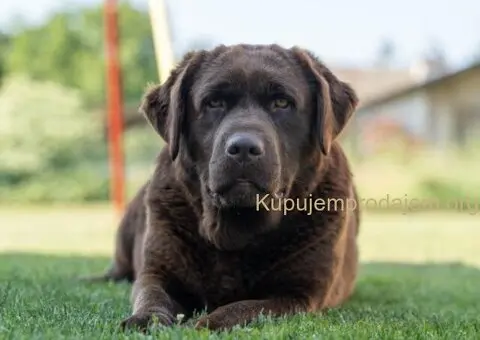 Labrador retriver, vrhunski čokoladni štenci - 11/13