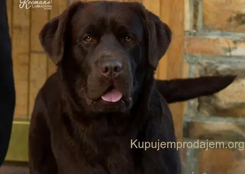 Labrador retriver, vrhunski čokoladni štenci - 12/13