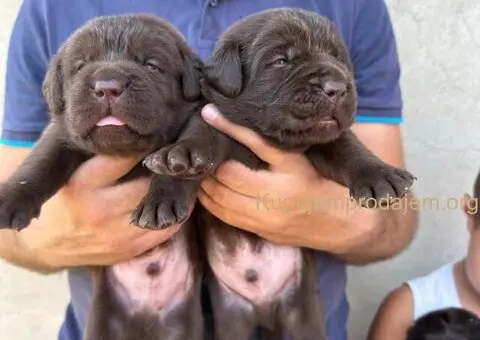 Labrador retriver, vrhunski čokoladni štenci - 13/13