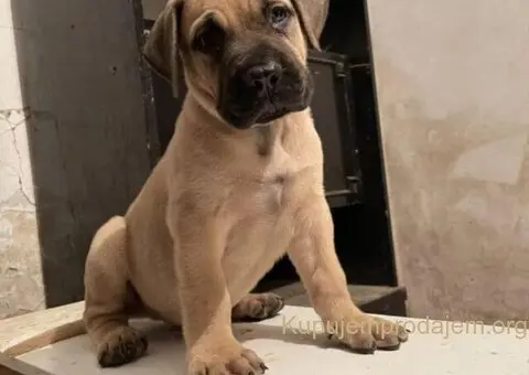 Južnoafrički mastif - Boerboel štenci - 1/8