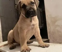 Južnoafrički mastif - Boerboel štenci
