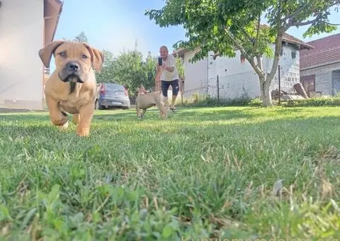 Južnoafrički mastif - Boerboel štenci - 2/8