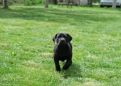 Južnoafrički mastif - Boerboel štenci - 3/8