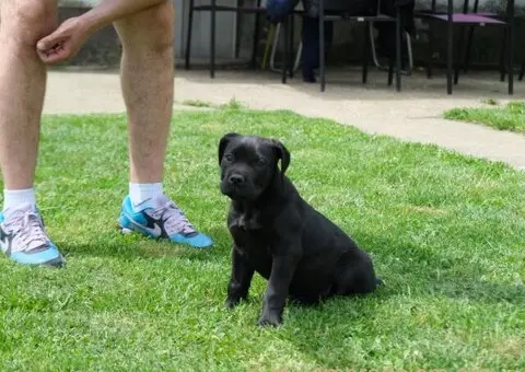 Južnoafrički mastif - Boerboel štenci - 4/8